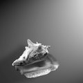 Conch
