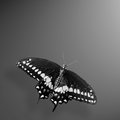 Swallow Tail