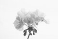 Geranium