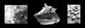 Conch