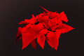 Poinsettia