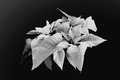 Poinsettia