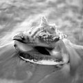 Conch in Surf (square)