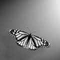 Monarch (square)