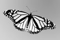 Pastel Butterfly