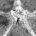 Knobby Starfich (square0