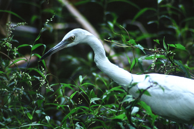 Great White Heron