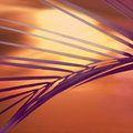 Frond at sunset (square)