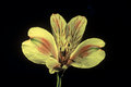 Tiger Lilly
