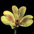 Tiger Lilly (square)