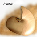 Nautilus