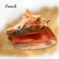 Conch Shell