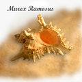 Murex Ramous