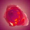 Red Rose