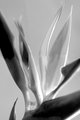 Bidr of Paradice