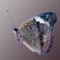 Buckeye (Square)