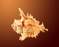 Murex Ramosus	