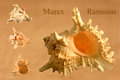 Murex Ramosus	