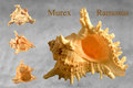 Murex Ramosus	