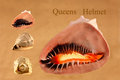 Queens Helmet