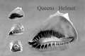 Queens Helmet