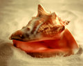 Conch