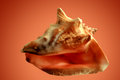 Conch