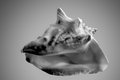 Conch