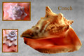Conch