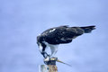 Osprey