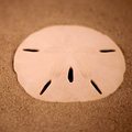 Sand Dollar