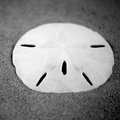 Sand Dollar