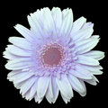 Gerbera Daisy