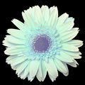 Gerbera Daisy