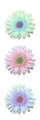 Three daisies
