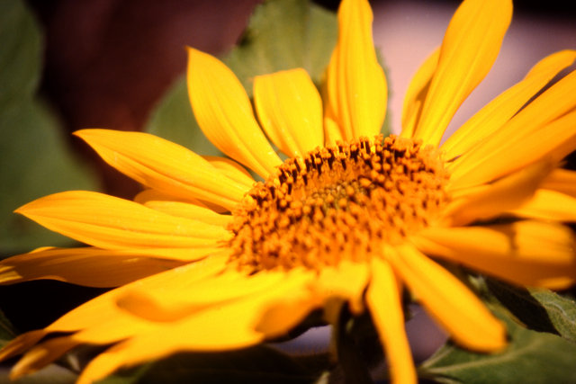 Sunflower