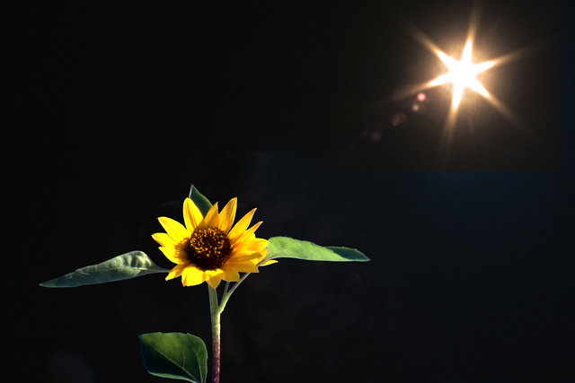Sunburst o’er Sunflower 