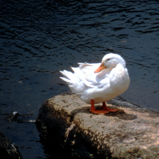 White Duck