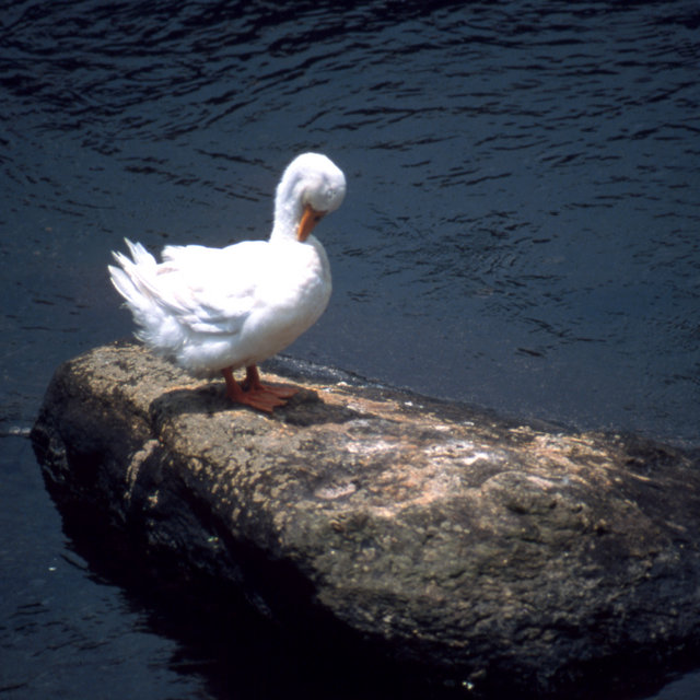 White Duck