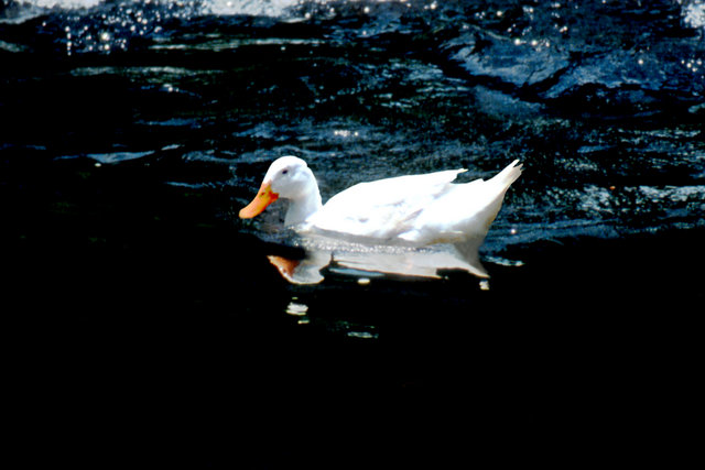 White Duck