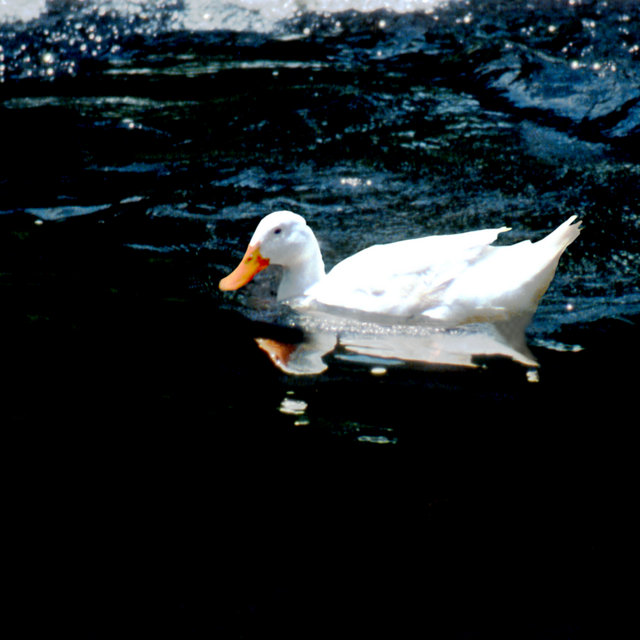 White Duck
