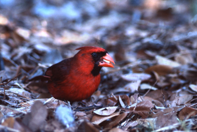 Cardinal