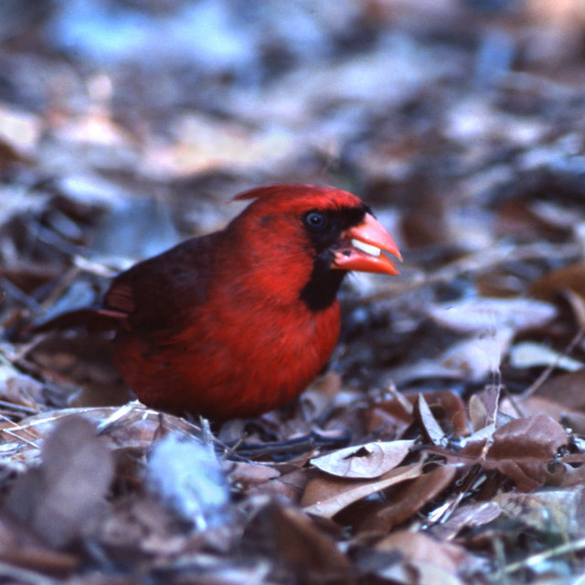 Cardinal