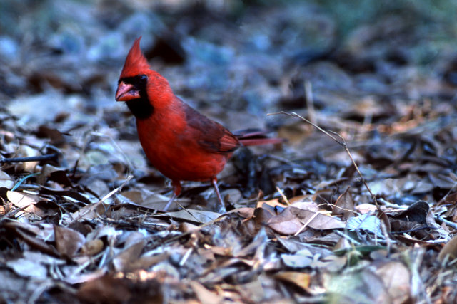 Cardinal