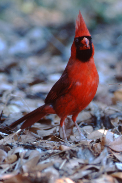 Cardinal
