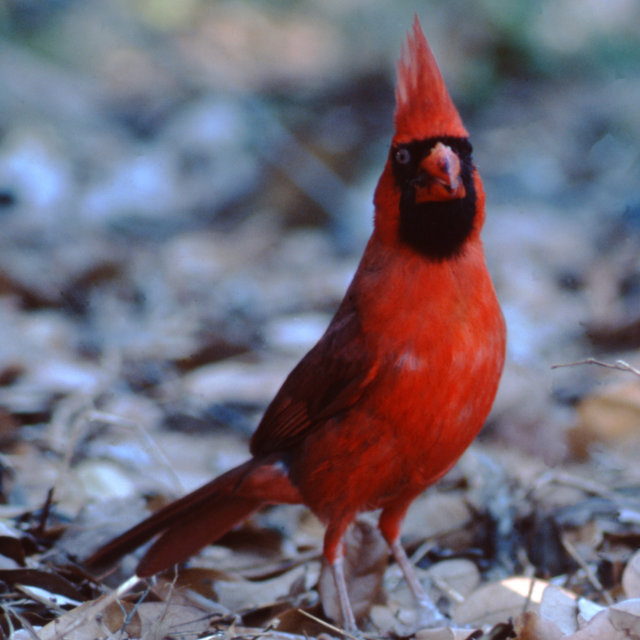 Cardinal