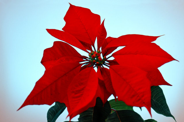Poinsettia