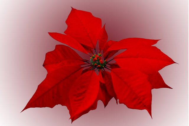 Poinsettia