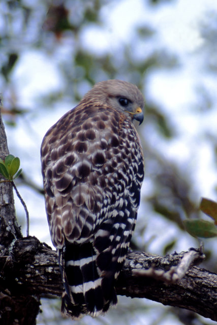 Short-tail Hawk