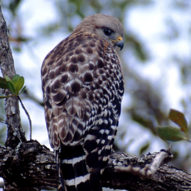 Short-tail Hawk